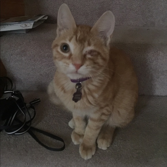 Vickie's Closet - Posh Ambassador ✨✨✨ - Picture 8 of 8